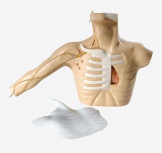 From theory to practice, the model helps peripheral and central venipuncturing skills leap forward